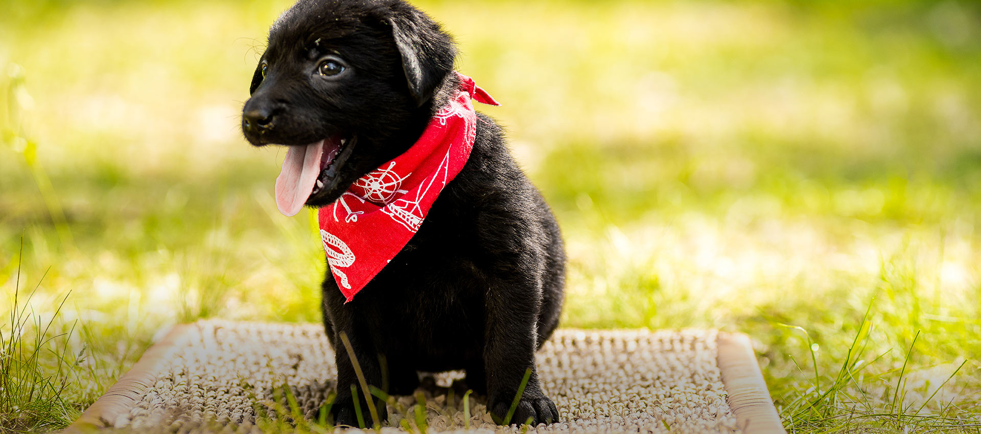 Cucciolo di cane benvenuto al B&B