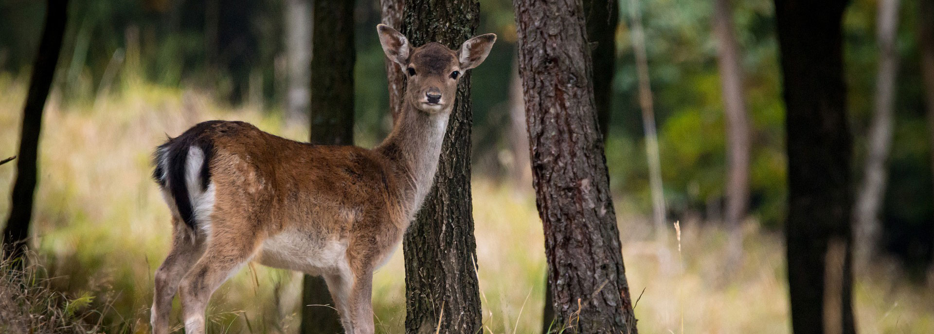 Cerbiatto nel bosco di Mezzaselva